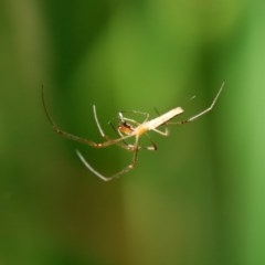 Tetragnatha sp. (genus) at Acton, ACT - 30 Nov 2020 02:17 PM