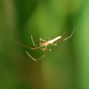 Tetragnatha sp. (genus) at Acton, ACT - 30 Nov 2020 02:17 PM