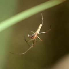 Tetragnatha sp. (genus) at Acton, ACT - 30 Nov 2020