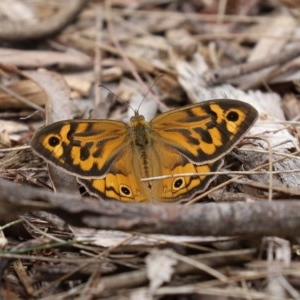 Heteronympha merope at Acton, ACT - 30 Nov 2020