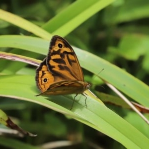 Heteronympha merope at Acton, ACT - 30 Nov 2020