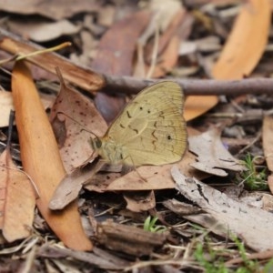 Heteronympha merope at Acton, ACT - 30 Nov 2020