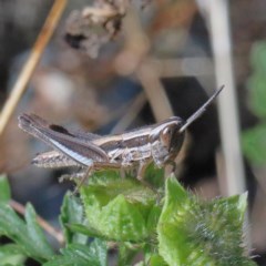 Macrotona australis (Common Macrotona Grasshopper) at O'Connor, ACT - 30 Nov 2020 by ConBoekel