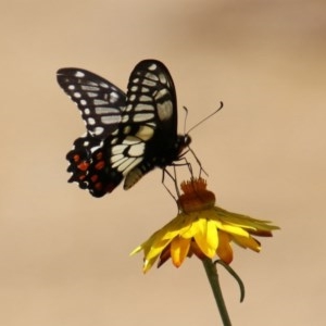 Papilio anactus at Acton, ACT - 30 Nov 2020 01:22 PM