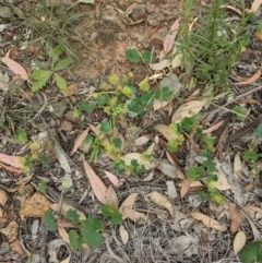 Hydrocotyle laxiflora at Downer, ACT - 30 Nov 2020