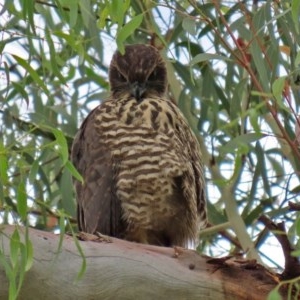 Tachyspiza fasciata at Acton, ACT - suppressed