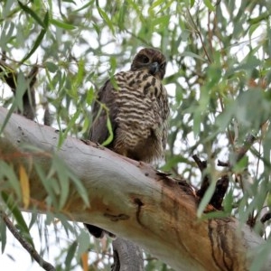 Tachyspiza fasciata at Acton, ACT - suppressed