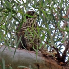 Tachyspiza fasciata at Acton, ACT - suppressed