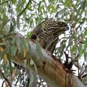 Tachyspiza fasciata at Acton, ACT - suppressed