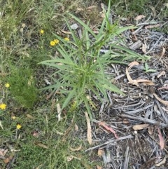 Solanum (genus) (Nightshades, soda apples, devils apples) at Hughes, ACT - 1 Dec 2020 by KL