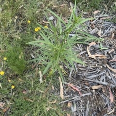 Solanum sp. (nightshades, soda apples, devils apples) at Hughes, ACT - 1 Dec 2020 by KL