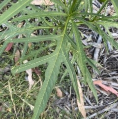 Solanum sp. at Hughes, ACT - 1 Dec 2020