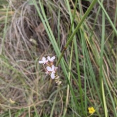 Stylidium (genus) (Trigger Plant) at Downer, ACT - 30 Nov 2020 by abread111