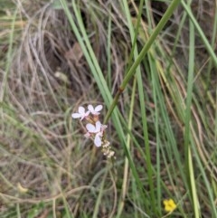 Stylidium sp. (Trigger Plant) at Downer, ACT - 30 Nov 2020 by abread111