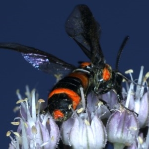 Pterygophorus cinctus at Ainslie, ACT - 29 Nov 2020