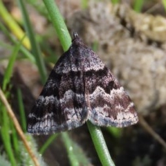 Dichromodes ainaria (A geometer or looper moth) at Theodore, ACT - 13 Oct 2020 by owenh
