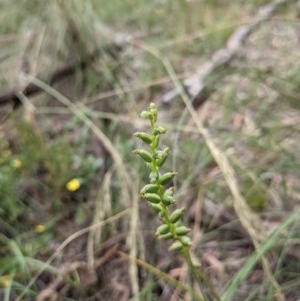 Microtis sp. at Downer, ACT - 30 Nov 2020