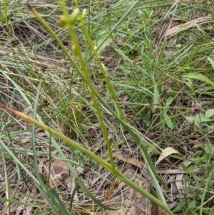 Microtis sp. at Downer, ACT - 30 Nov 2020