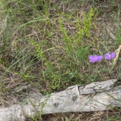 Microtis sp. at Downer, ACT - 30 Nov 2020