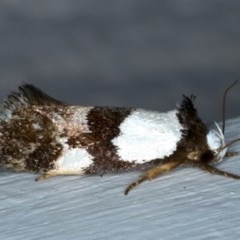 Placocosma resumptella (A Concealer moth) at Ainslie, ACT - 28 Nov 2020 by jbromilow50