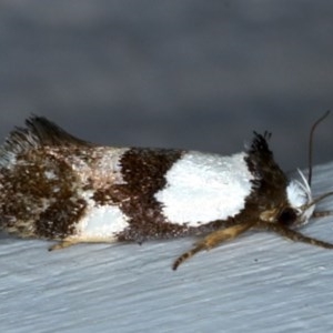 Placocosma resumptella at Ainslie, ACT - 28 Nov 2020