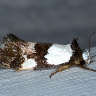 Placocosma resumptella (A Concealer moth) at Ainslie, ACT - 28 Nov 2020 by jbromilow50