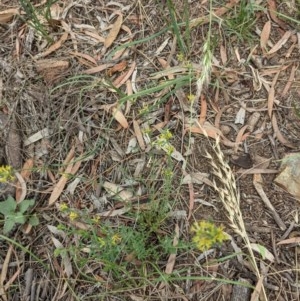 Pimelea curviflora at Downer, ACT - 30 Nov 2020