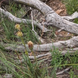 Calotis scabiosifolia var. integrifolia at Downer, ACT - 30 Nov 2020