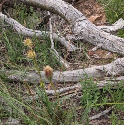 Calotis scabiosifolia var. integrifolia (Rough Burr-daisy) at Downer, ACT - 30 Nov 2020 by abread111