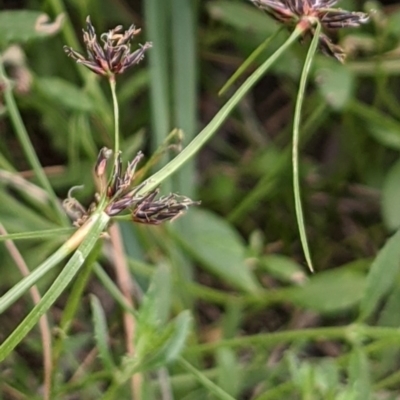 Schoenus apogon (Common Bog Sedge) at Downer, ACT - 30 Nov 2020 by abread111