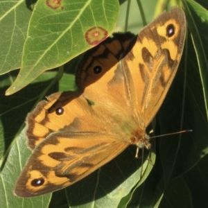 Heteronympha merope at Symonston, ACT - 30 Nov 2020