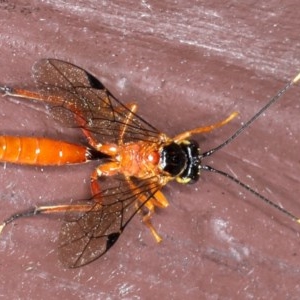 Ichneumonidae (family) at Ainslie, ACT - 20 Nov 2020