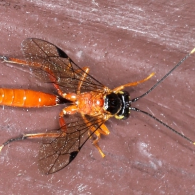 Ichneumonidae (family) (Unidentified ichneumon wasp) at Ainslie, ACT - 20 Nov 2020 by jb2602