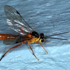 Ichneumonidae (family) at Ainslie, ACT - 20 Nov 2020 10:23 PM