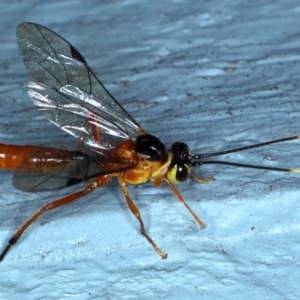 Ichneumonidae (family) at Ainslie, ACT - 20 Nov 2020 10:23 PM