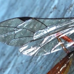 Ichneumonidae (family) at Ainslie, ACT - 20 Nov 2020 10:23 PM