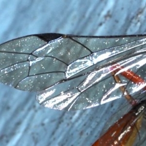 Ichneumonidae (family) at Ainslie, ACT - 20 Nov 2020 10:23 PM