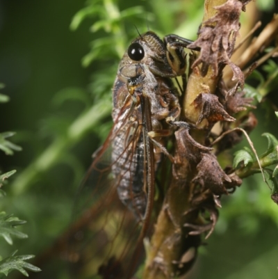 Galanga labeculata (Double-spotted cicada) at Scullin, ACT - 1 Dec 2020 by melanoxylon