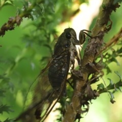 Galanga labeculata at Scullin, ACT - suppressed