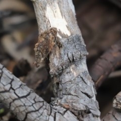 Cebysa leucotelus (Australian Bagmoth) at Cook, ACT - 28 Nov 2020 by Tammy