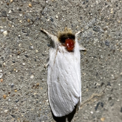 Trichiocercus sparshalli (Sparshall's Moth) at Pialligo, ACT - 1 Dec 2020 by Ghostbat