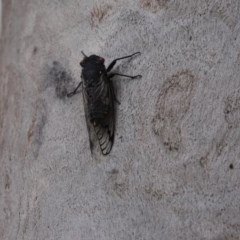 Psaltoda moerens (Redeye cicada) at Mount Rogers - 28 Nov 2020 by Tammy