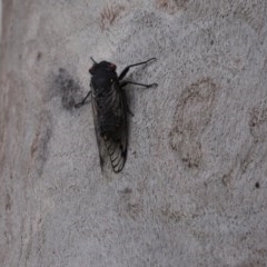 Psaltoda moerens (Redeye cicada) at Mount Rogers - 29 Nov 2020 by Tammy