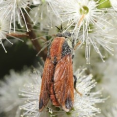 Pelecorhynchus fulvus at Acton, ACT - 29 Nov 2020