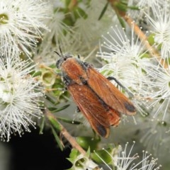 Pelecorhynchus fulvus at Acton, ACT - 29 Nov 2020 11:30 AM