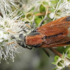 Pelecorhynchus fulvus at Acton, ACT - 29 Nov 2020