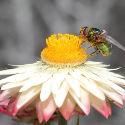 Rutilia (Chrysorutilia) sp. (genus & subgenus) (A Bristle Fly) at Acton, ACT - 1 Dec 2020 by TimL