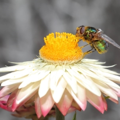 Rutilia (Chrysorutilia) sp. (genus & subgenus) (A Bristle Fly) at Acton, ACT - 30 Nov 2020 by TimL