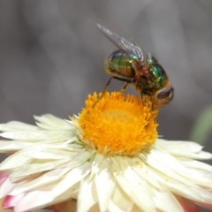 Rutilia (Chrysorutilia) sp. (genus & subgenus) at Acton, ACT - 1 Dec 2020