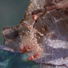 Hortophora sp. (genus) at O'Connor, ACT - 1 Dec 2020